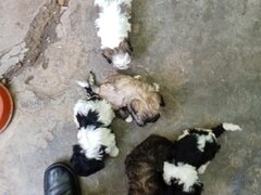Vand catelusi Bichon