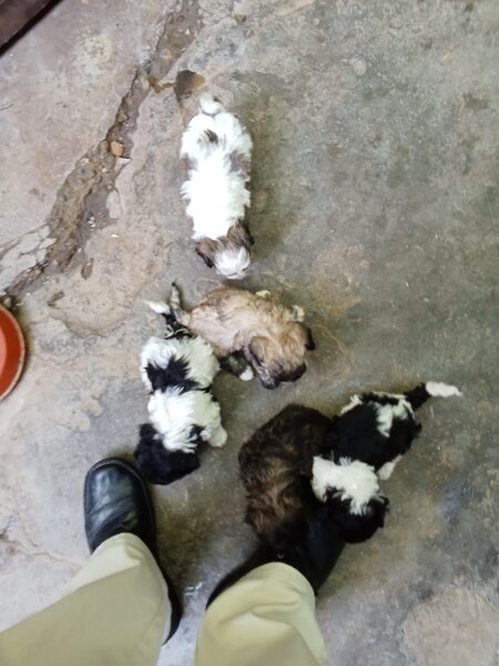 Vand catelusi Bichon