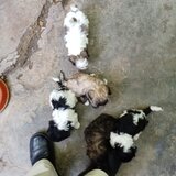 Vand catelusi Bichon